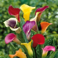 Calla